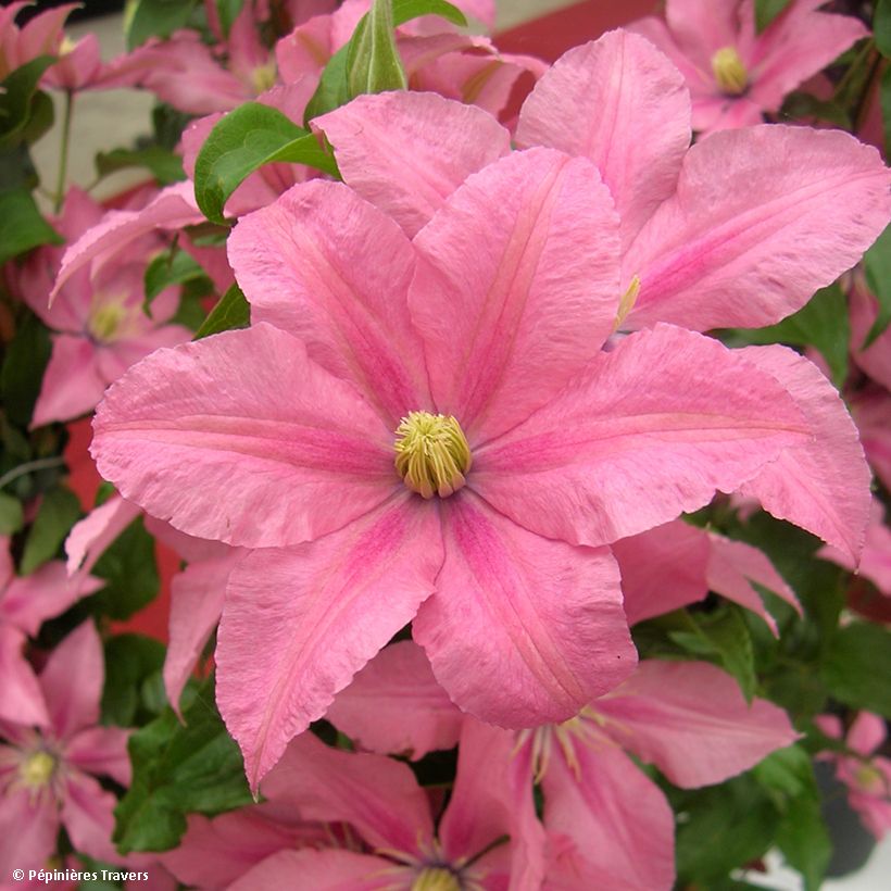 Clematis Rosamunde - Clematide (Raccolta)