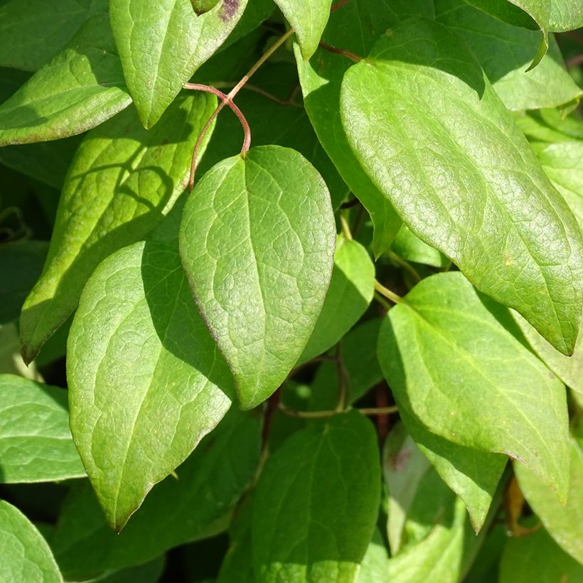 Clematis Rouge Cardinal - Clematide (Fogliame)