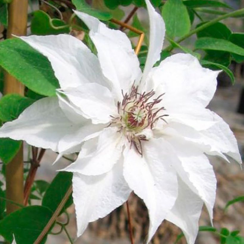 Clematis Sparkler - Clematide (Fioritura)