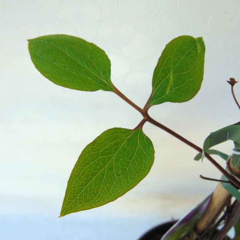 Clematis Star of India - Clematide (Fogliame)