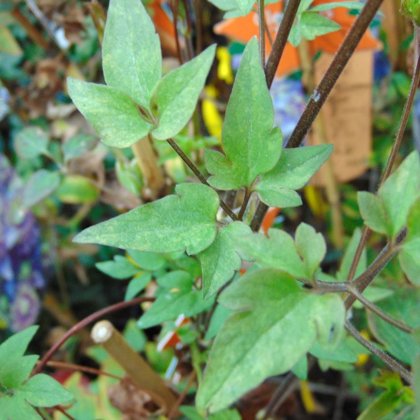 Clematis Taiga - Clematide (Fogliame)