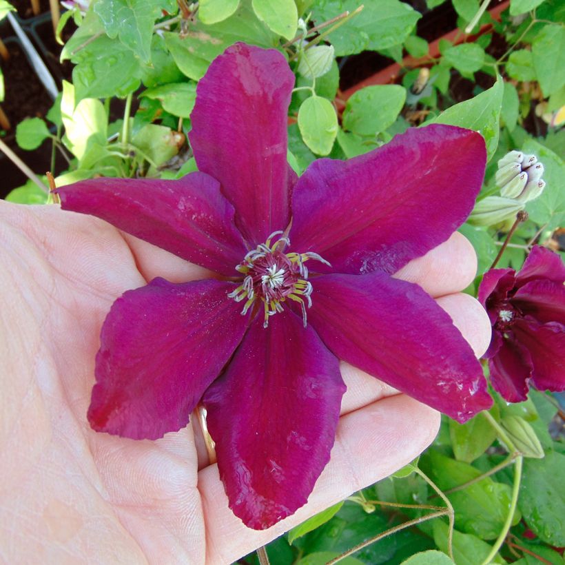 Clematis Westerplatte - Clematide (Fioritura)