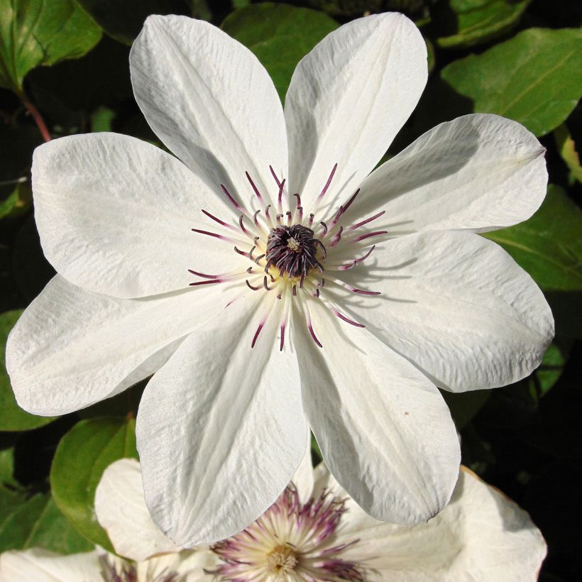 Clematis White Pearl - Clematide (Fioritura)