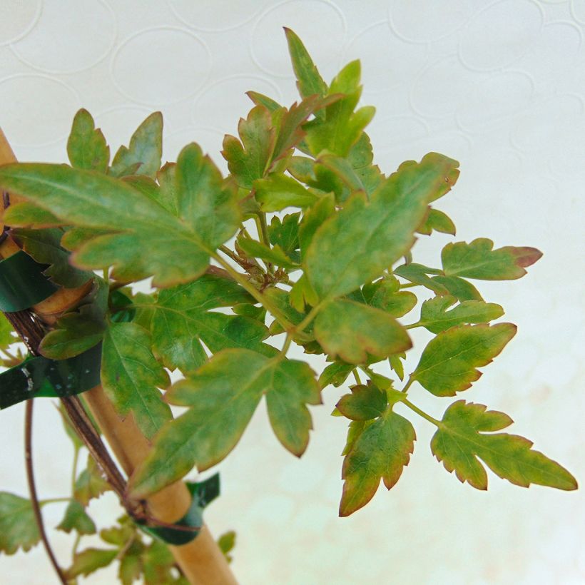 Clematis cirrhosa Winter Parasol (Fogliame)