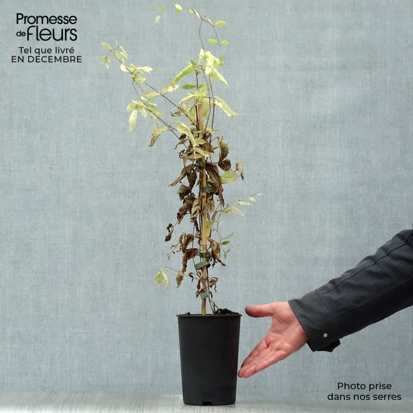 Clématite - Clematis diversifolia Rooguchi Pot de 2L/3L esemplare consegnato in inverno