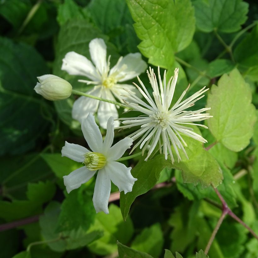 Clematis fargesii Summersnow - Clematide (Fioritura)