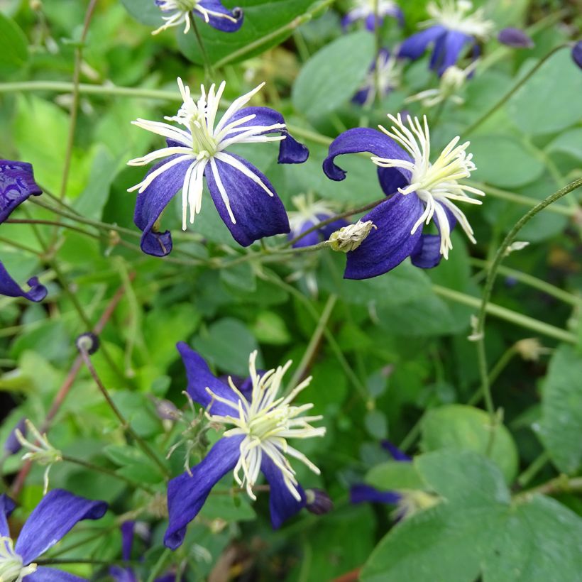 Clematis flammula Aromatica - Clematide fiammola (Fioritura)