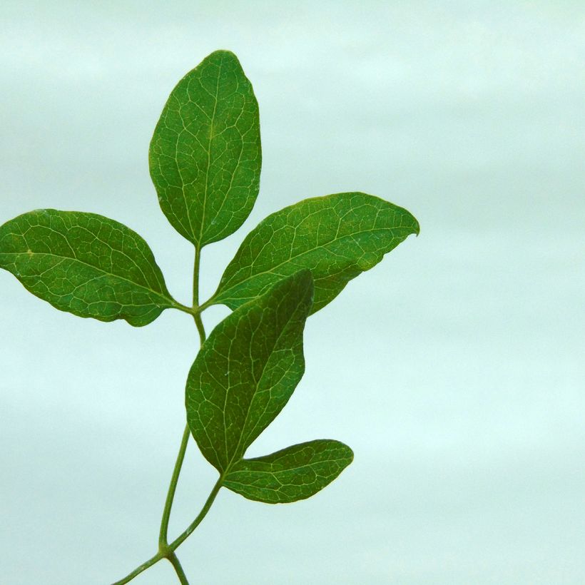 Clematis Rubromarginata - Clematide (Fogliame)