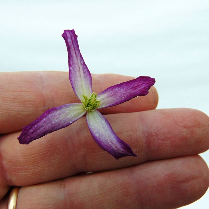 Clematis Rubromarginata - Clematide (Fioritura)