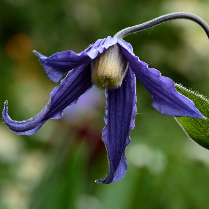 Clematis integrifolia Baby Blue - Clematide (Fioritura)