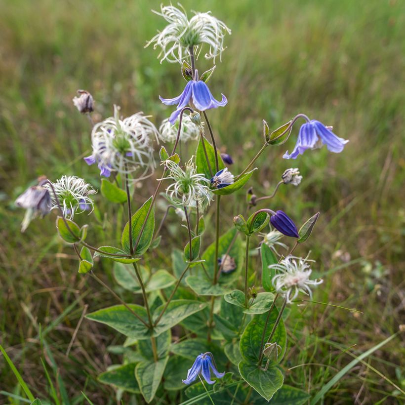 Clematis integrifolia Baby Blue - Clematide (Porto)