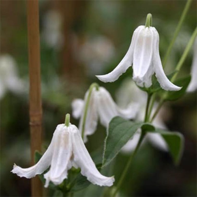 Clematis integrifolia Baby White - Clematide (Fioritura)