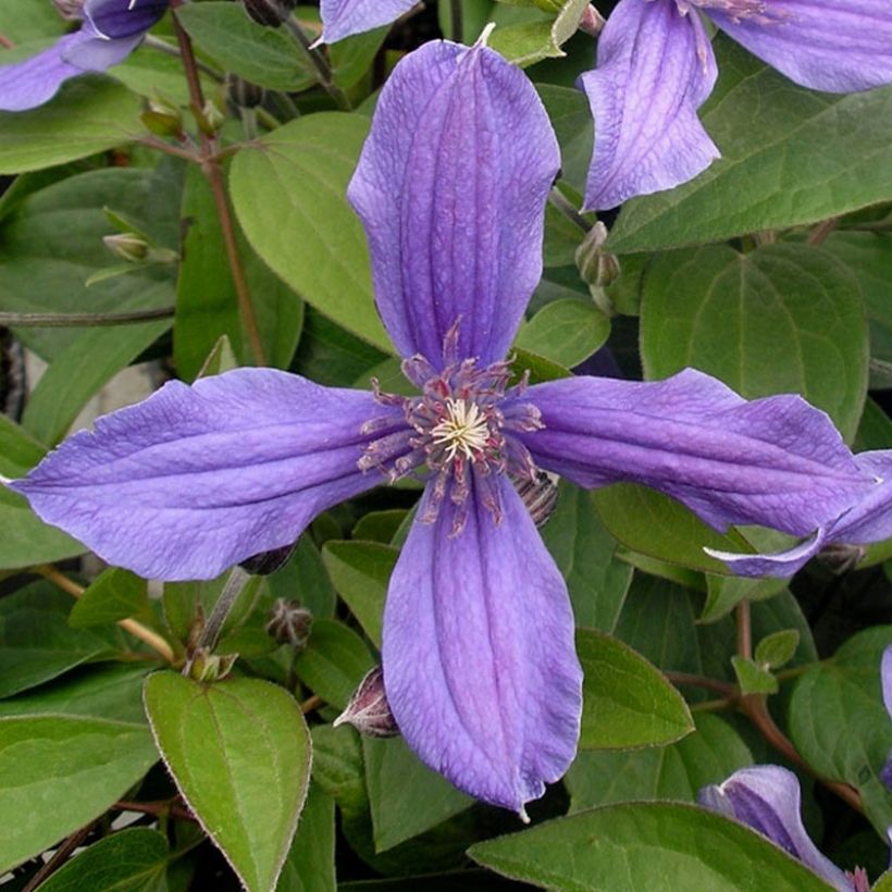 Clematis integrifolia Miranda - Clematide (Fioritura)