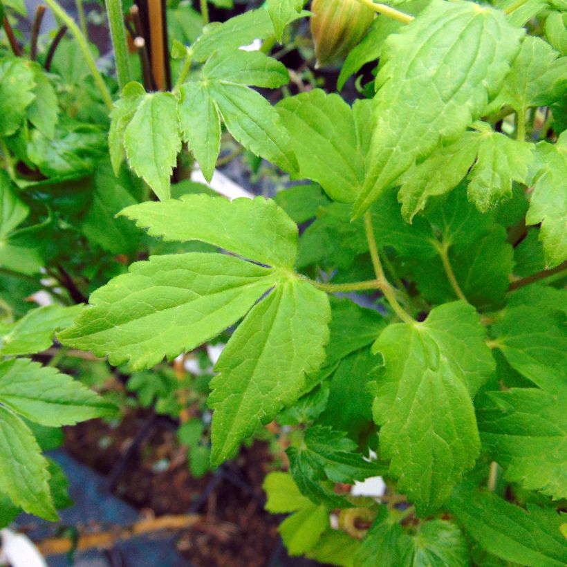 Clematis macropetala Purple Dream - Clematide (Fogliame)