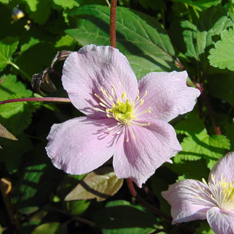 Clematis montana Mayleen - Clematide (Fioritura)