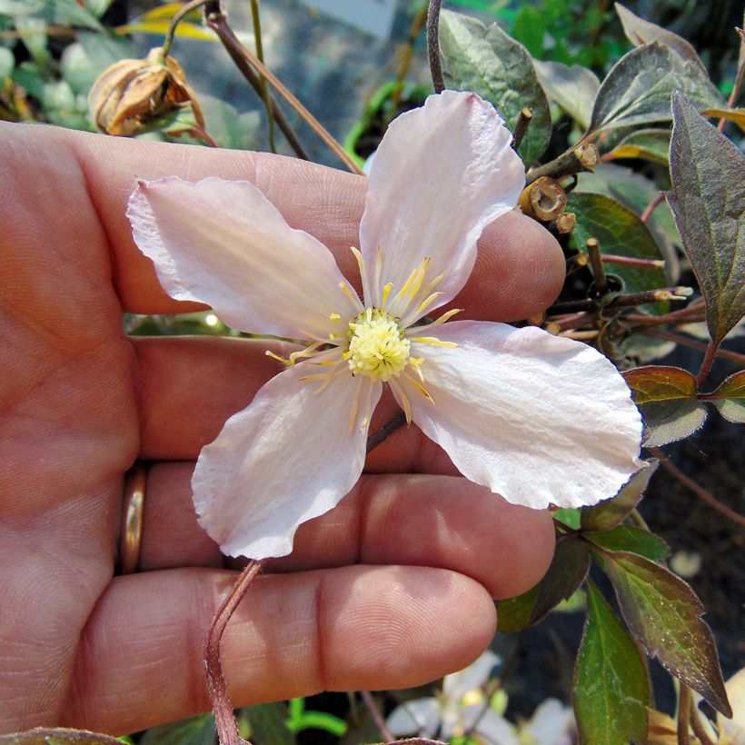 Clematis montana Rosebud - Clematide (Fioritura)