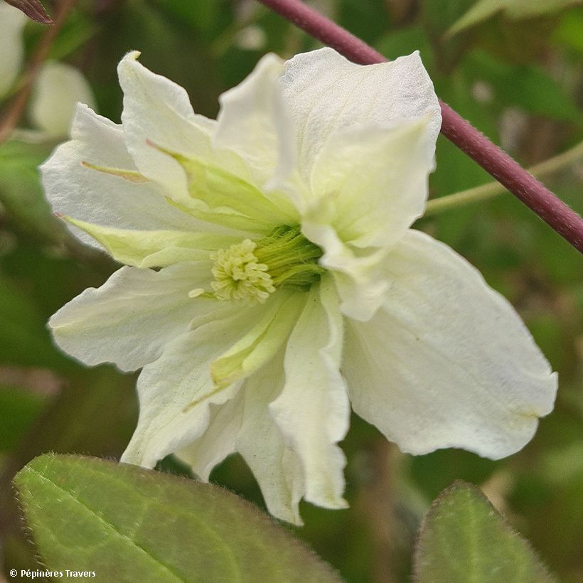 Clematis montana Starlet White Perfume - Clematide (Fioritura)