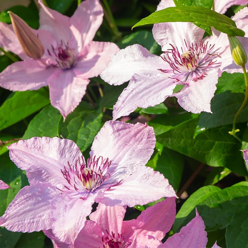 Clematis Mandy - Clematide (Fioritura)