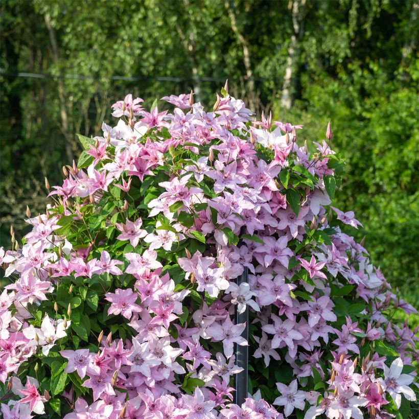 Clematis Mandy - Clematide (Porto)