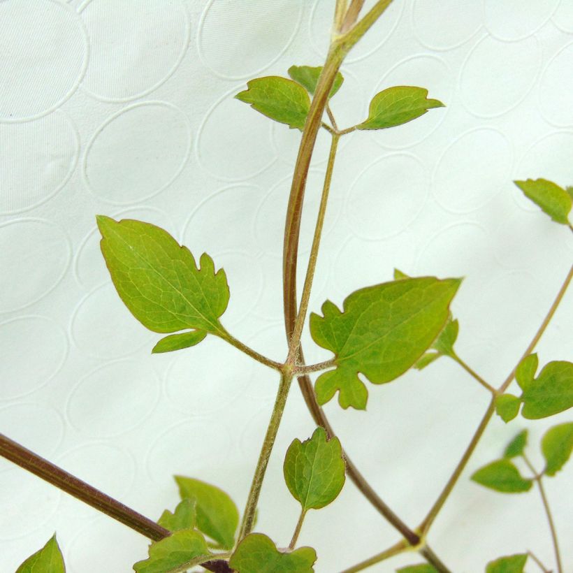 Clematis terniflora - Clematide (Fogliame)