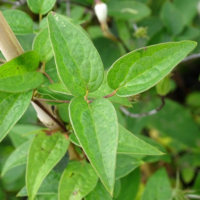 Clematis viticella Queen Mother - Clematide (Fogliame)