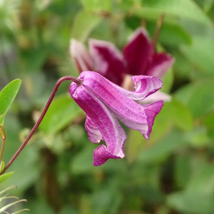 Clematis viticella Queen Mother - Clematide (Fioritura)