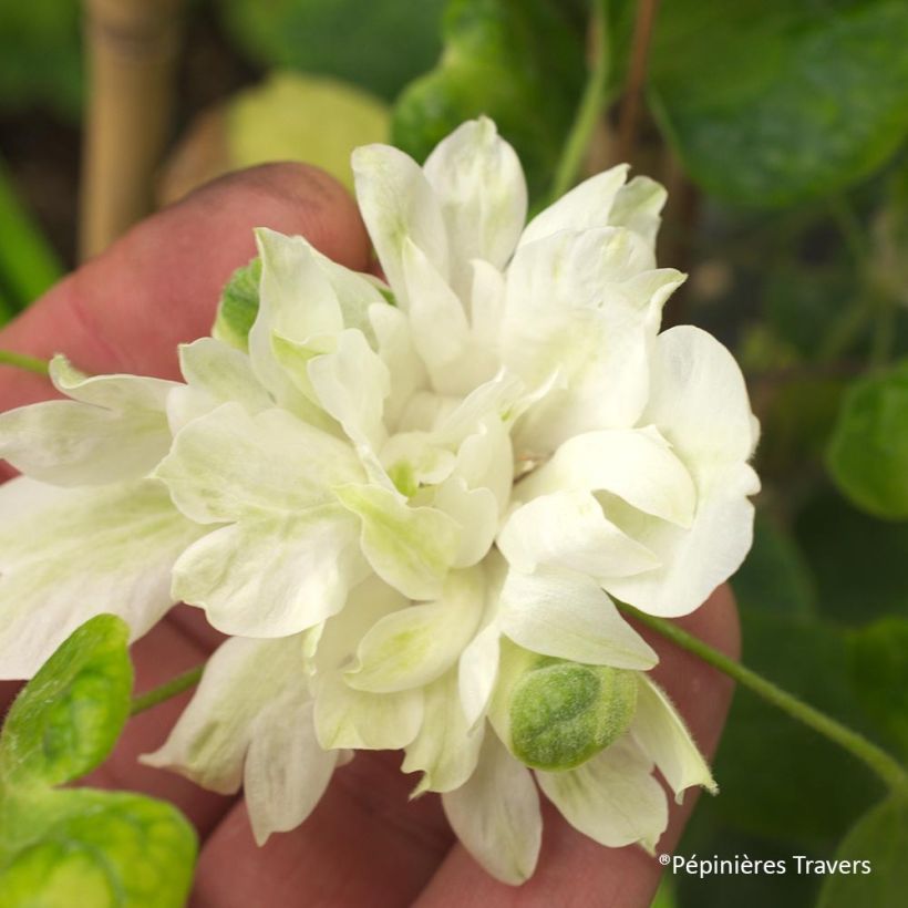 Clematis Delphine - Clematide (Fioritura)