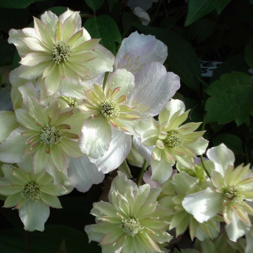 Clematis montana Double Delight - Clematide (Fioritura)