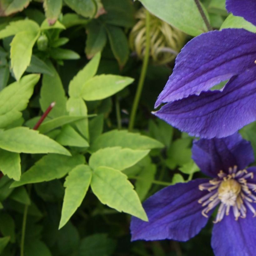 Clematis Hudson River - Clematide (Fogliame)