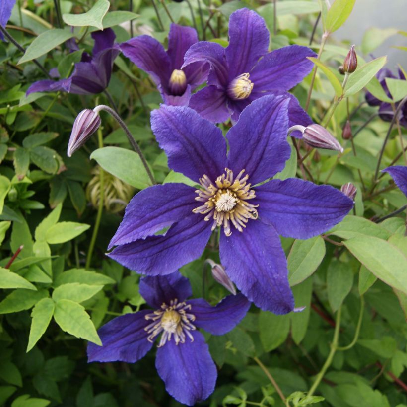 Clematis Hudson River - Clematide (Fioritura)