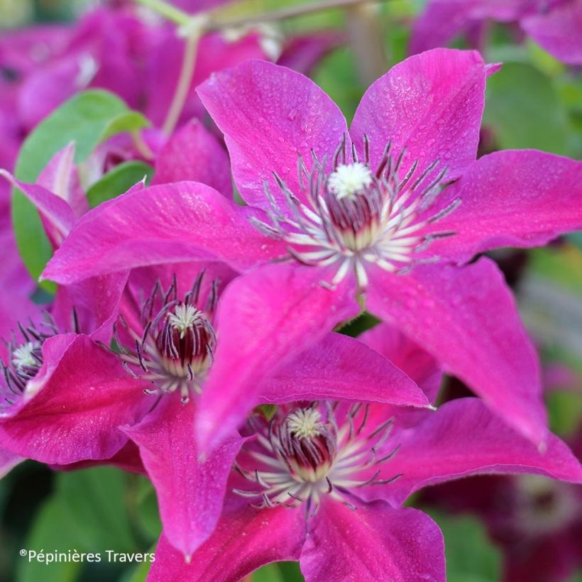 Clematis Huvi - Clematide (Fioritura)