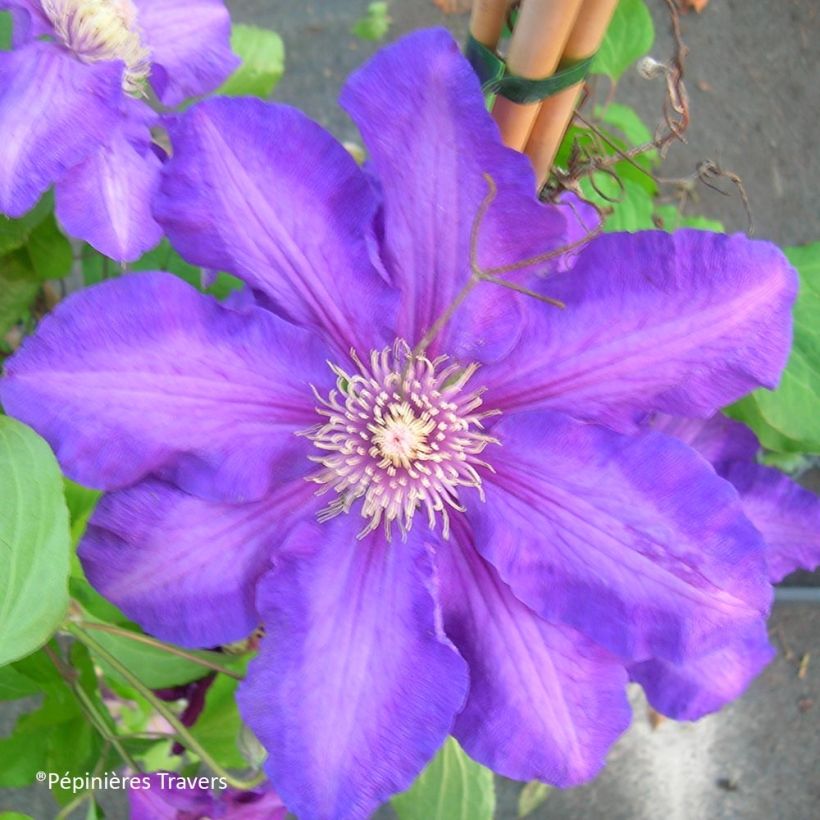 Clematis Kjell - Clematide (Fioritura)