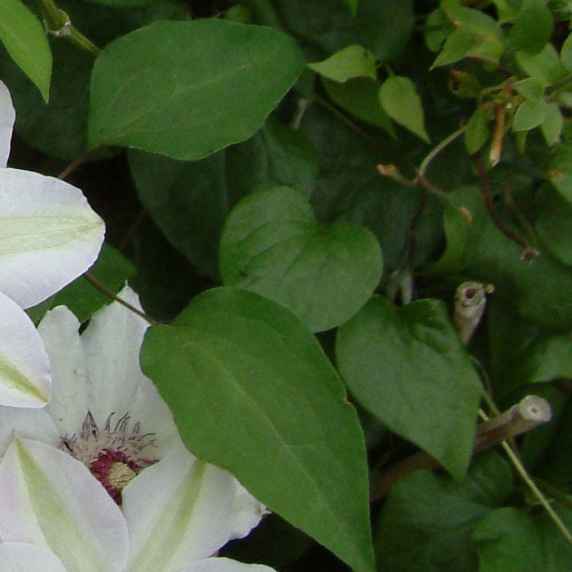 Clematis Miss Bateman - Clematide (Fogliame)