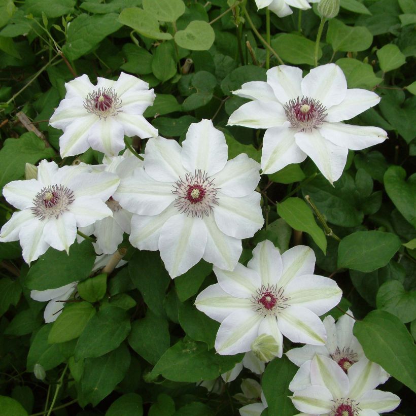 Clematis Miss Bateman - Clematide (Fioritura)