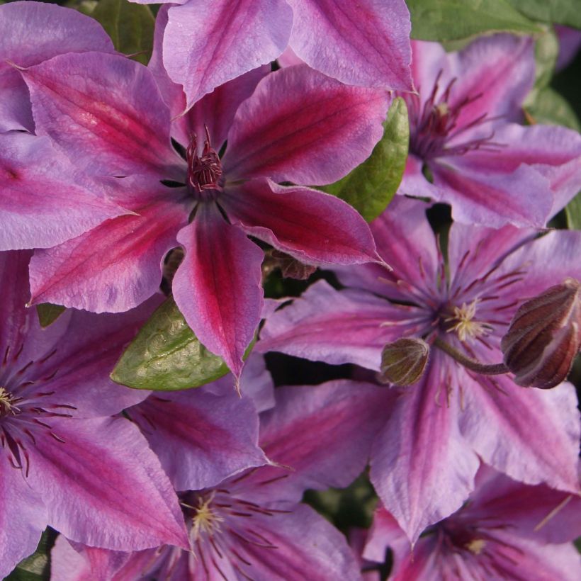 Clematis Mon Cherry - Clematide (Fioritura)