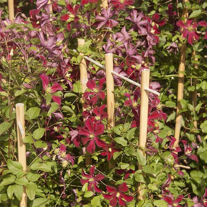 Clematis Ruutel - Clematide (Fioritura)