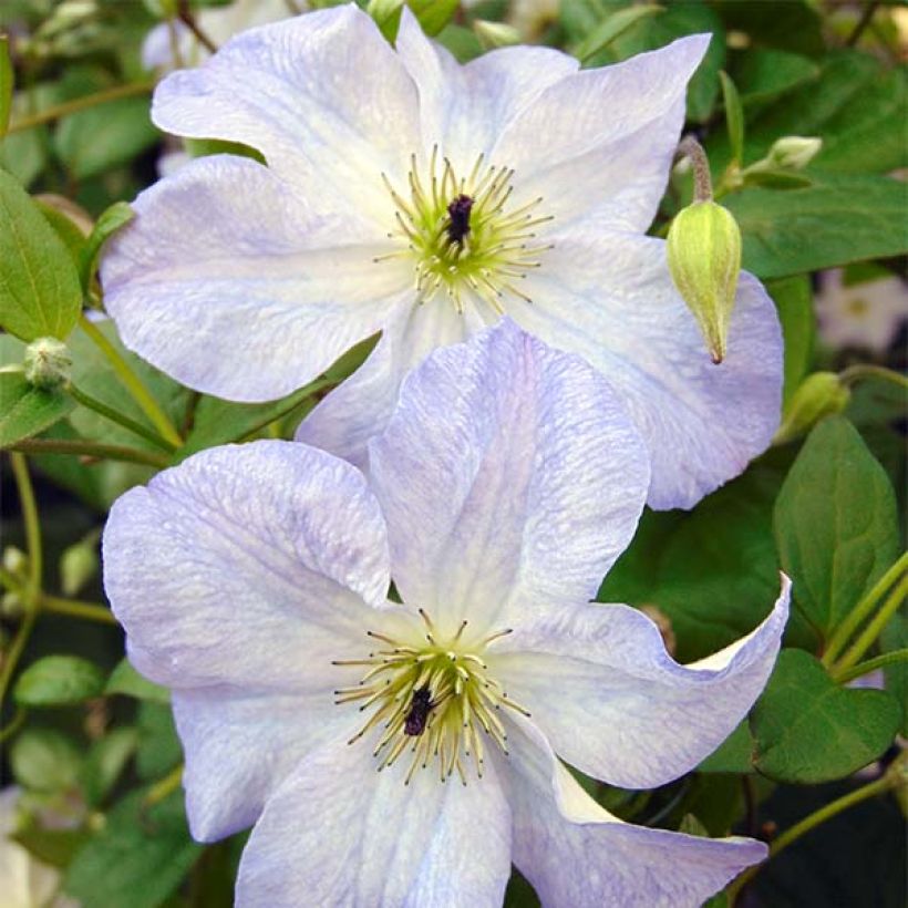 Clematis Sea Breeze - Clematide (Fioritura)