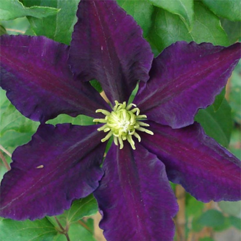 Clematis The Vagabond - Clematide (Fioritura)