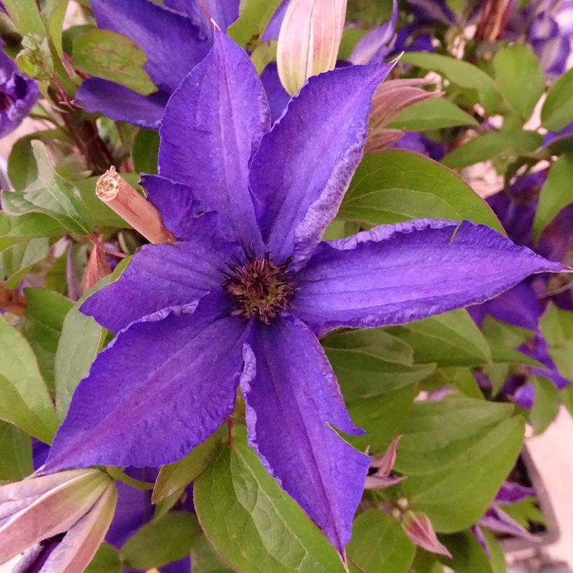 Clematis Viva la Vida - Clematide (Fioritura)