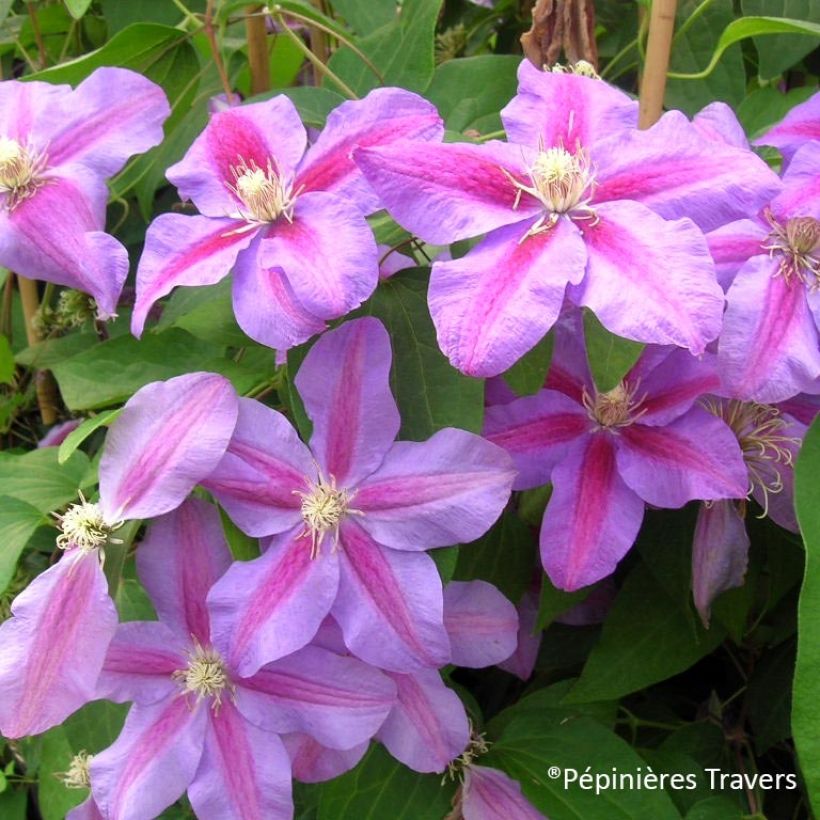 Clematis Vivienne Beth Currie - Clematide (Fioritura)