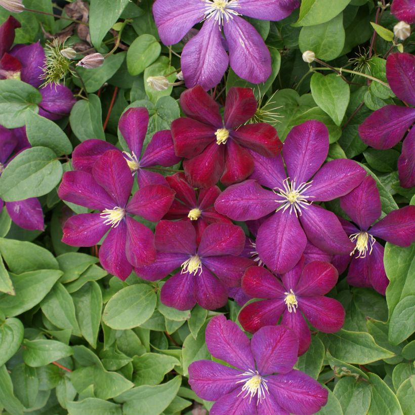 Clematis Voluceau - Clematide (Fioritura)