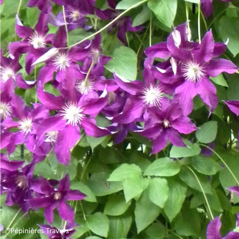 Clematis Vostock - Clematide (Fioritura)