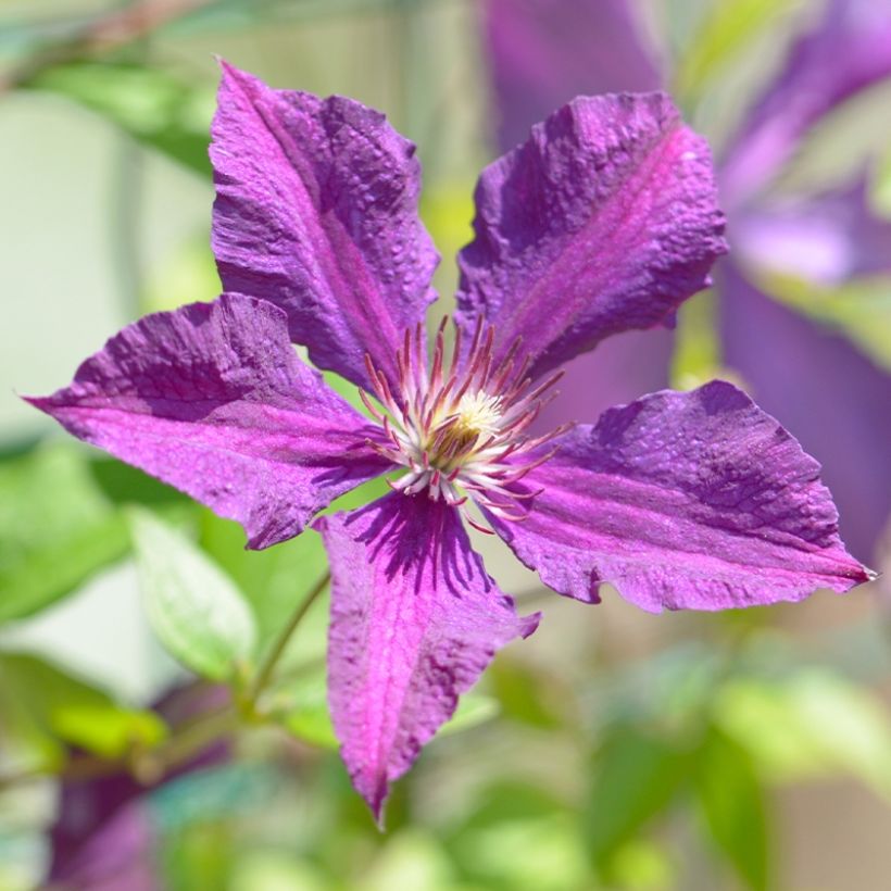 Clematis Whoopi - Clematide (Fioritura)