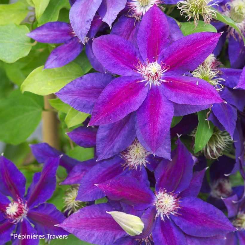 Clematis Wildfire - Clematide (Fioritura)