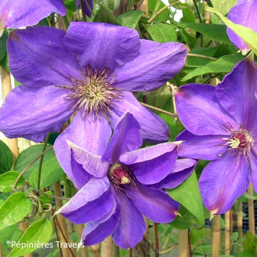 Clematis Xerxes - Clematide (Fioritura)