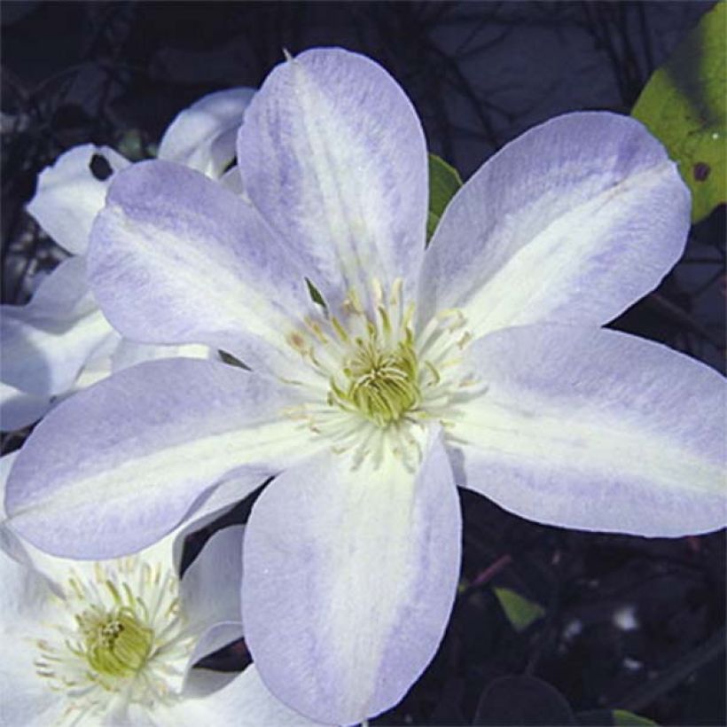 Clematis Yukikomachi - Clematide (Fioritura)