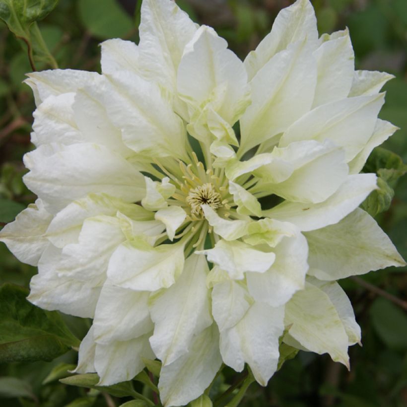 Clematis Yukiokoshi - Clematide (Fioritura)