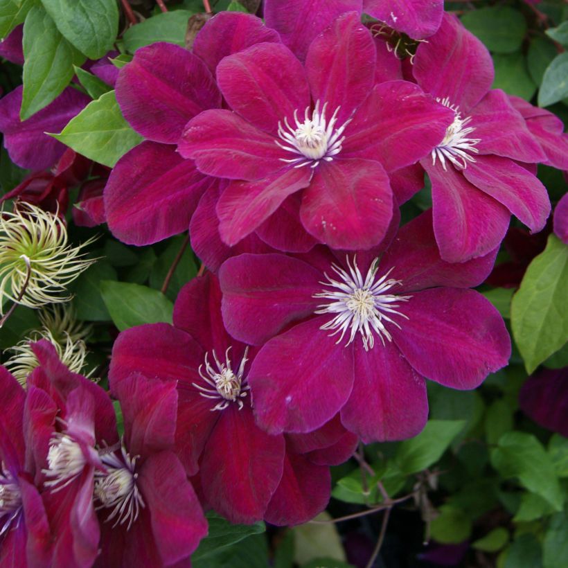 Clematis Rouge Cardinal - Clematide (Fioritura)