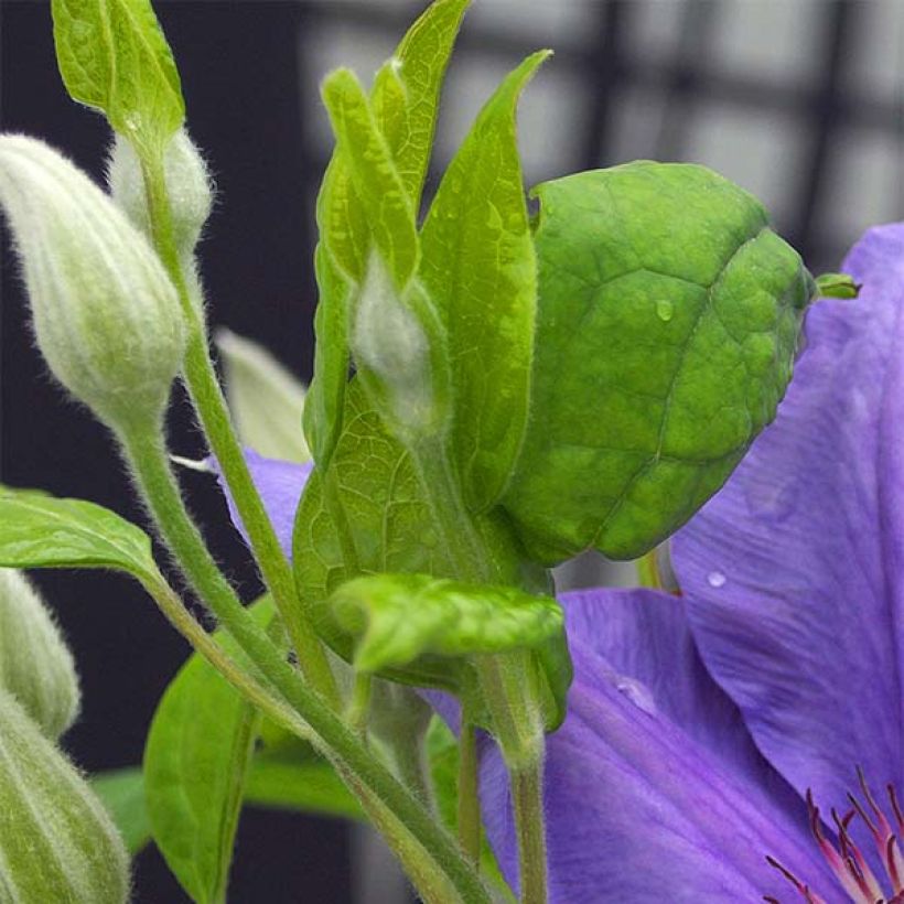 Clematis Success Bleu de Loire - Clematide (Fogliame)