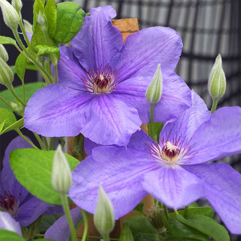 Clematis Success Bleu de Loire - Clematide (Fioritura)